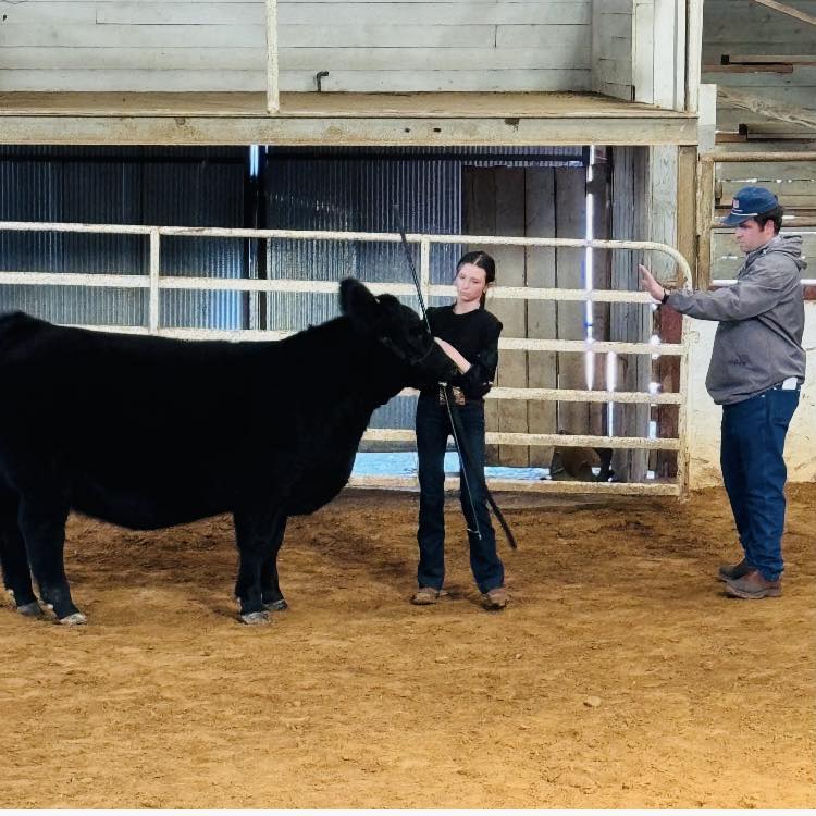 A man and a girl with a black cow.